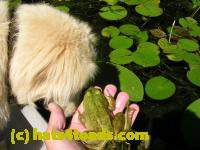 /home//u458753944/public_html/sourcegallery////////////Frogs/More bullfrogs/DSCN5477.JPG